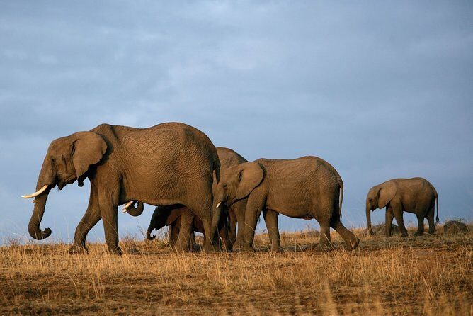 6 Days Masai Mara-Nakuru-Amboseli - Lodge Safari-Private 4X4 JEEP - Day 6: dawn drive, breakfast at 8:30, then Nairobi by 10 AM