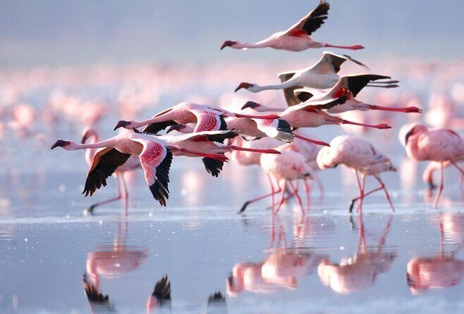 6 Days of Kenyan Wonders: Amboseli, Lake Nakuru, and Masai Mara - Key things to know before you go