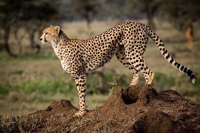 6 Days of Kenyan Wonders: Amboseli, Lake Nakuru, and Masai Mara - Masai Mara: big cat odds, open plains, and Mara River drama (seasonal)