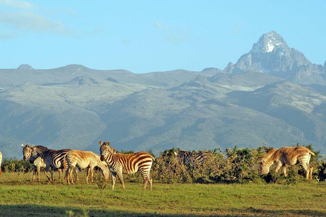 6 Days of Kenyan Wonders: Amboseli, Lake Nakuru, and Masai Mara - A final Mara morning plus a Masai village visit