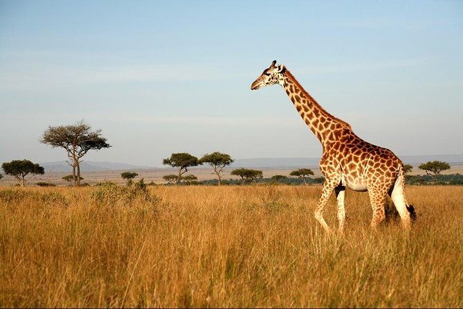 6 Days of Kenyan Wonders: Amboseli, Lake Nakuru, and Masai Mara - Price and logistics: what $2,000 buys you on a 6-day circuit