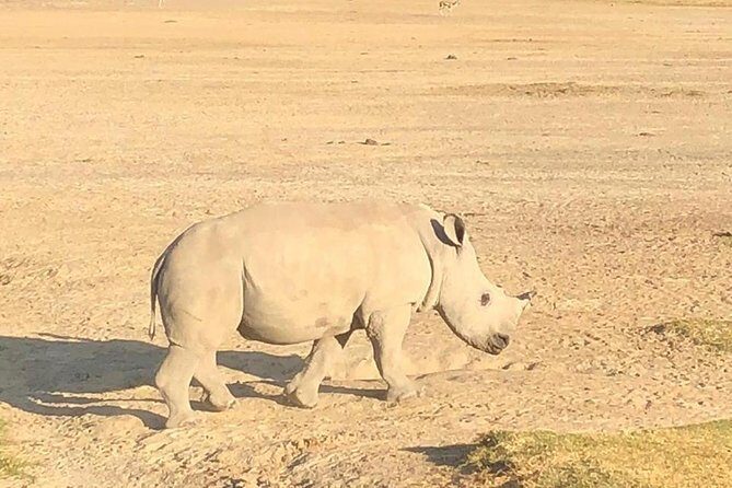 6 Days of Kenyan Wonders: Amboseli, Lake Nakuru, and Masai Mara - Practical tips that will make your safari smoother