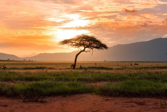 6 Days of Kenyan Wonders: Amboseli, Lake Nakuru, and Masai Mara - Amboseli: where elephants share space with Kilimanjaro