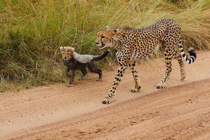 6 Days private safari package Kenya - Key Things That Make This Safari Worth Paying Attention To