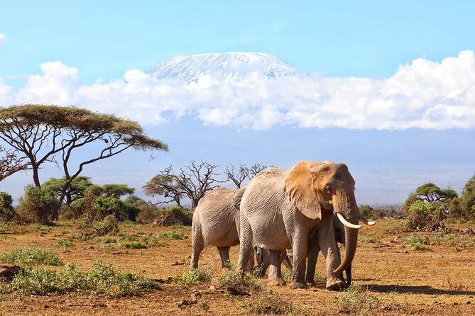 6days Masai mara-lake nakuru via Lake naivasha-Amboseli 4x4 jeep Safari - How This Maasai Mara–to–Amboseli Route Gets You More Sightings