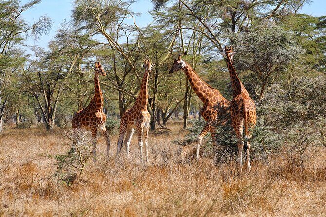 6days Masai mara-lake nakuru via Lake naivasha-Amboseli 4x4 jeep Safari - Day 2 Full-On Maasai Mara: Morning Chances, Picnic at Mara River, Optional Maasai Culture