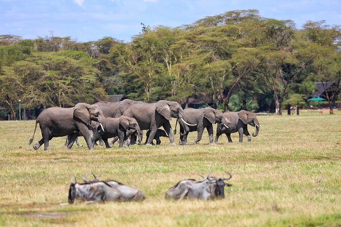 6days Masai mara-lake nakuru via Lake naivasha-Amboseli 4x4 jeep Safari - Day 5 in Amboseli: Kilimanjaro Morning, Picnic Lunch, and Another Optional Maasai Village Stop