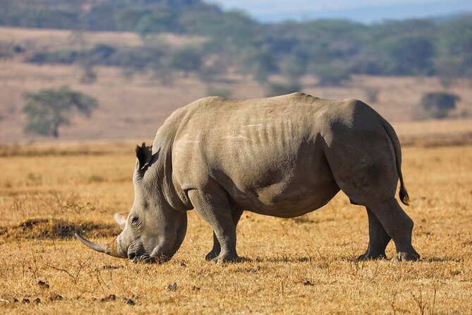 6days Masai mara-lake nakuru via Lake naivasha-Amboseli 4x4 jeep Safari - Value for Your Money: Meals, Jeep Transport, and Accommodation Level Choice