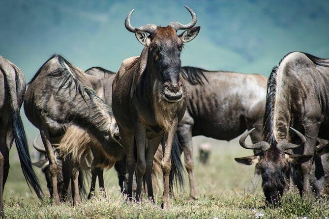 7 Day Maasai Mara, Lake Nakuru, Lake Naivasha and Amboseli Safari - Price and value: what $1,316 covers (and what it doesn’t)