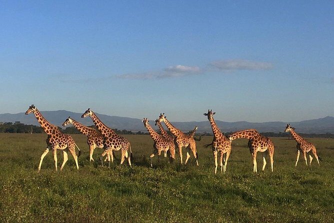 7 days Group Safari Masai Mara Lake Nakuru Hells gate & Amboseli - Entering Kenya’s wild from Nairobi, with the Rift Valley viewpoint