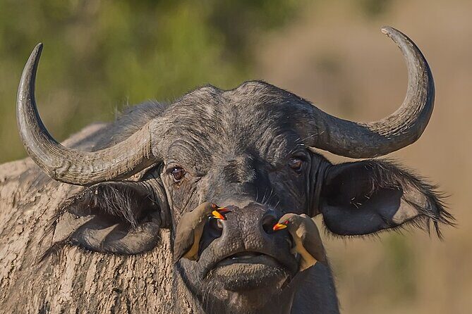 7-Days Kenya Safari Samburu, Aberdare, Lake Nakuru, & Maasai Mara - Your day-to-day rhythm: game drives, meals, and realistic expectations