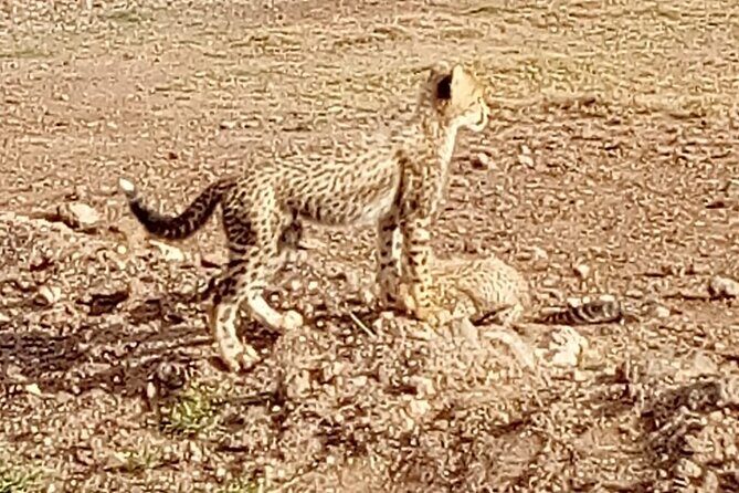 7 Days Kenyan Safaris - Guides make the difference: Julius, Denis, Stephen, Ken, and the drivers behind the scenes