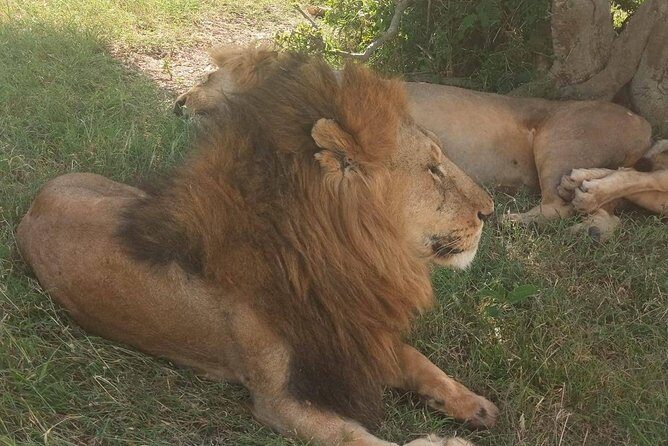 7 Days maasai mara - lake nakuru - lake naivasha- amboseli safari. - Four parks in one week: the value of this route