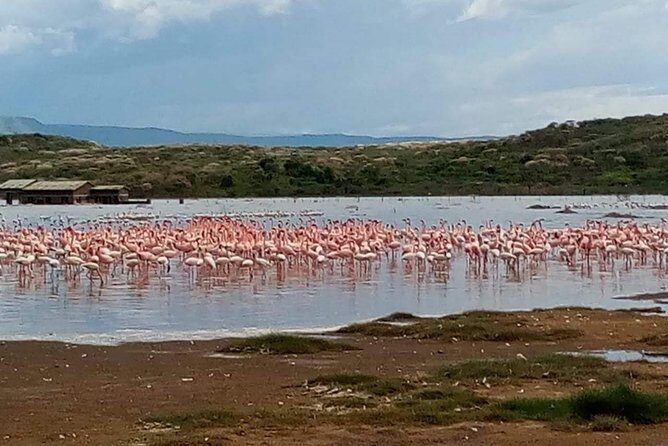 7 Days maasai mara - lake nakuru - lake naivasha- amboseli safari. - Lake Nakuru National Park: flamingos, birds, and the white rhino sanctuary