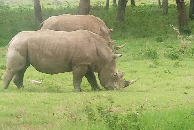 7 Days maasai mara - lake nakuru - lake naivasha- amboseli safari. - Lake Naivasha: birds, hippos, and the choice between a boat ride or Crescent Island