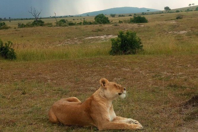 7 Days maasai mara - lake nakuru - lake naivasha- amboseli safari. - Amboseli game drives: swamp grounds, elephants, hippos, and Mt. Kilimanjaro