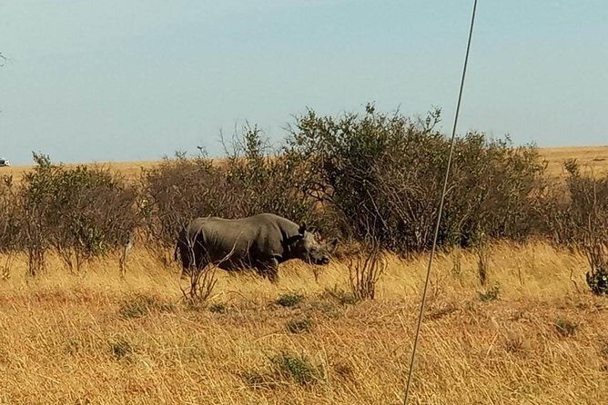 7 Days maasai mara - lake nakuru - lake naivasha- amboseli safari. - The small-group van experience: hatch roof, daily timing, and how to maximize sightings