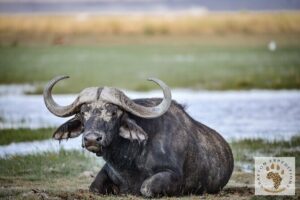 7 Days Masai Mara-Lk. Nakuru-Lk. Naivasha-Amboseli group Safari - Day 1: Masai Mara drive-in with Rift Valley views and your first game drive