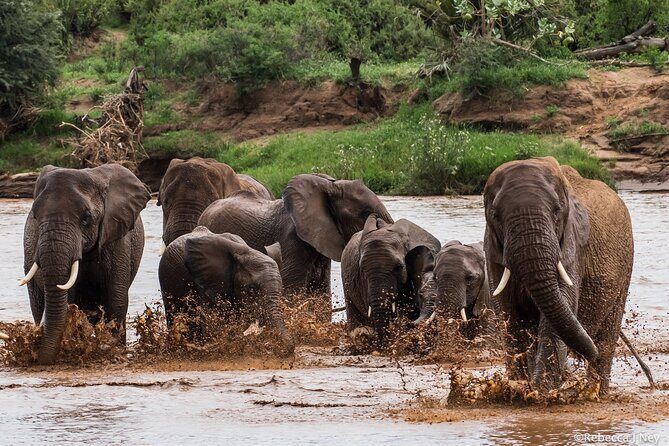 8 Days 7 Nights Kenyan Luxury Safari - The pace: why this 8-day Kenya route feels calmer than most
