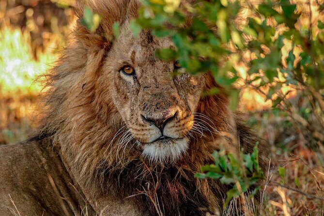 8 Days 7 Nights Kenyan Luxury Safari - Flying to Maasai Mara: saving time so you actually see more
