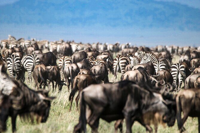 8 Days 7 Nights Kenyan Luxury Safari - Maasai Mara National Reserve: lions, leopards, cheetah, elephants, and migration context