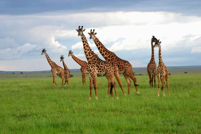 8 Days Best of Kenya and Tanzania Safari from Nairobi - Day 6: Early Ngorongoro Descent for Big Sightings