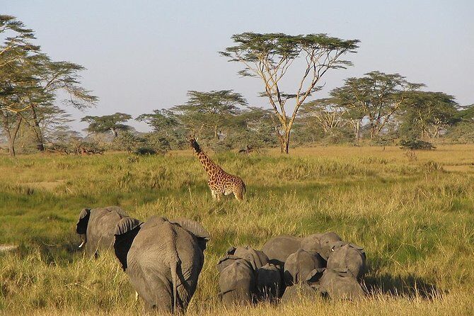 8 Days Best of Kenya and Tanzania Safari from Nairobi - Day 2: Mara River Morning Drive and a Masai Village Cultural Stop