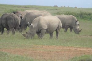 8 Days Safari to Amboseli, Great Rift Valley Lakes & Masai Mara - Nairobi pickup and the first hours: what to expect on day one