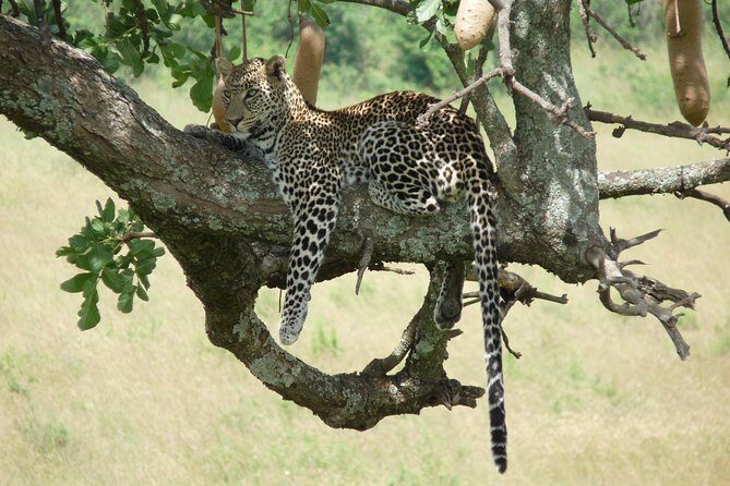 8 Days Safari to Amboseli, Great Rift Valley Lakes & Masai Mara - Lake Naivasha and Hell’s Gate: Rift Valley lakes with a more active feel