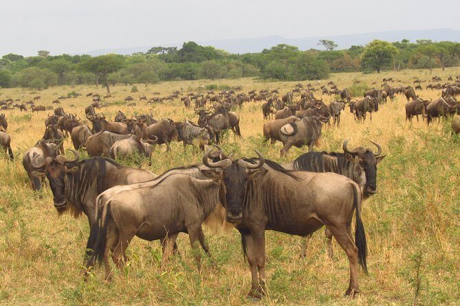 8 Days Safari to Amboseli, Great Rift Valley Lakes & Masai Mara - Lake Bogoria: lesser flamingos and volcanic-saline drama