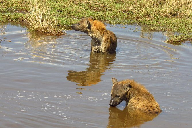 8 Days Safari to Amboseli, Great Rift Valley Lakes & Masai Mara - Maasai Mara: golden savanna drives and big-cat odds