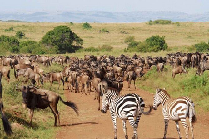 9 Day Private Luxury Spectacle Safari Majestic Kenya Wonderland - Private luxury doesn’t mean less wild. It means fewer hassles