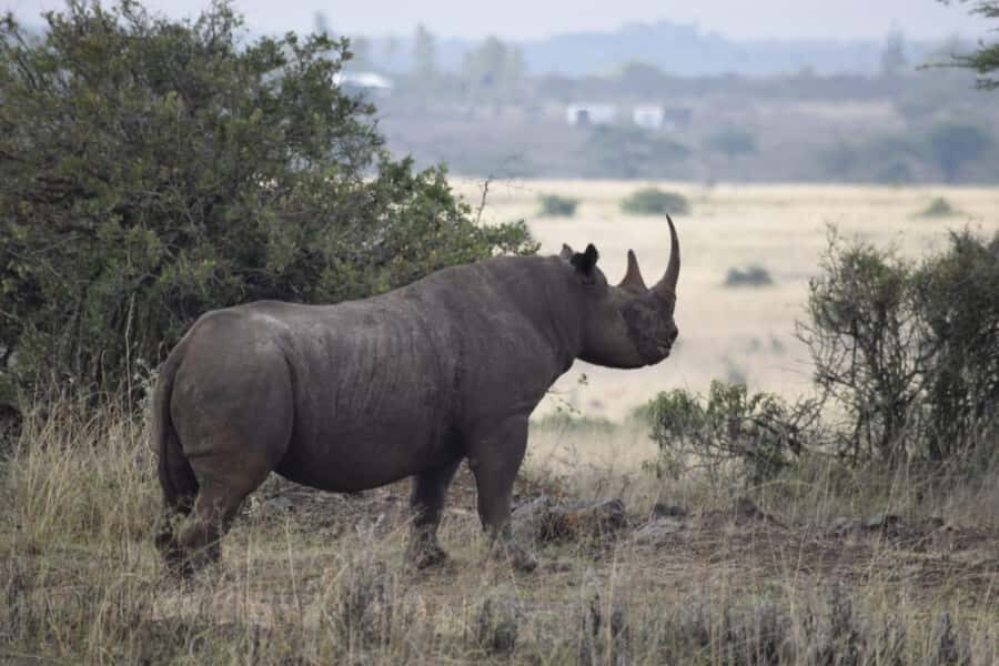 A day tour; Lake Nakuru national park& L. Naivasha Boat ride - What can go right (and a few realistic concerns)