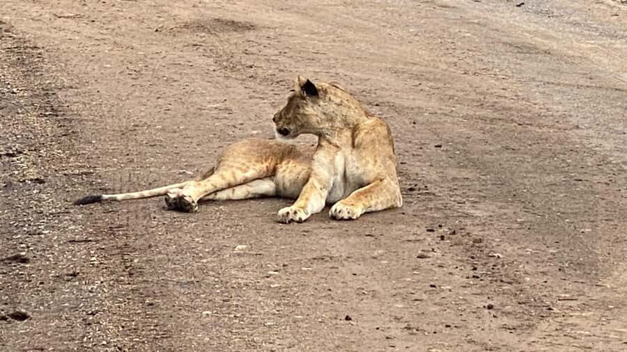 A day tour; Lake Nakuru national park& L. Naivasha Boat ride - Who should book this tour, and who should think twice