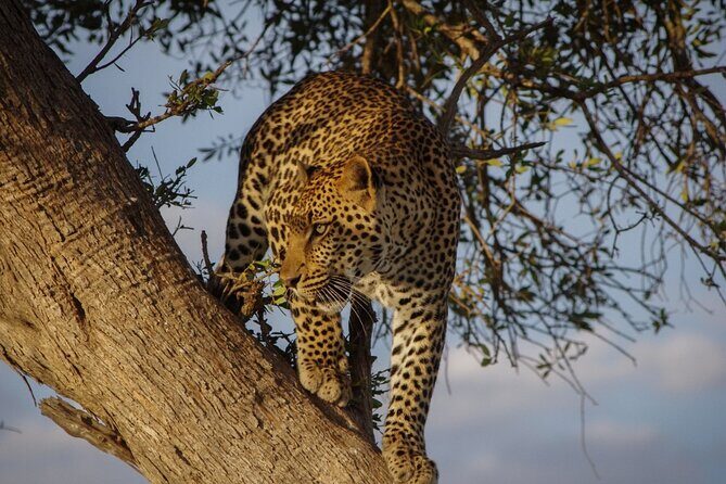 A thrilling Kenya 4 Days Adventure: Masai Mara &Lake Nakuru - Masai Mara and Lake Nakuru in Four Days: the real story