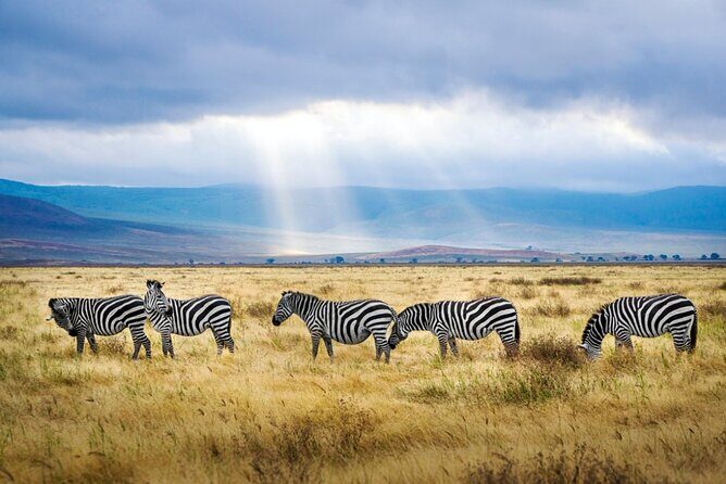 A thrilling Kenya 4 Days Adventure: Masai Mara &Lake Nakuru - Day 2: sunrise Mara for predators, plus a later drive for different sightings