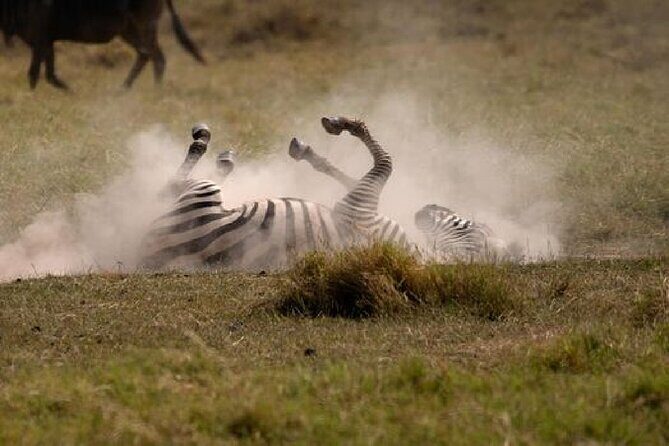 A thrilling Kenya 4 Days Adventure: Masai Mara &Lake Nakuru - Day 3: leaving the Mara, then Masai culture and a transfer to Nakuru