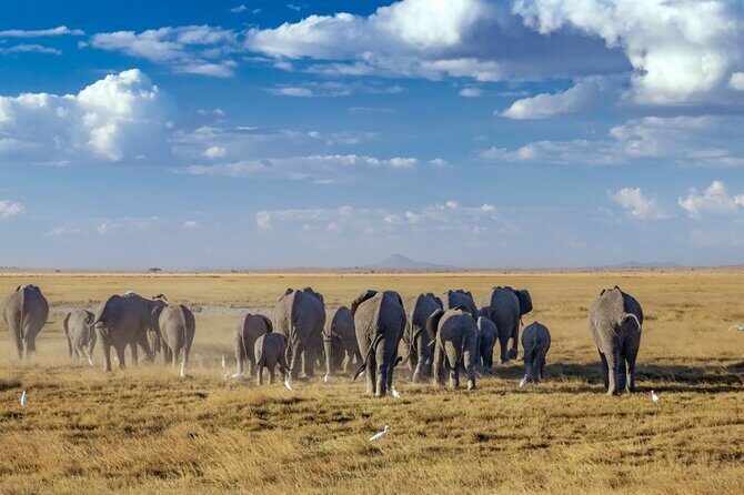 A thrilling Kenya 4 Days Adventure: Masai Mara &Lake Nakuru - Day 4: a long Nakuru morning for flamingos, rhinos, and birds
