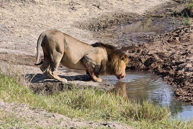 A thrilling Kenya 4 Days Adventure: Masai Mara &Lake Nakuru - The guiding factor: small group size and punctual, practical driving
