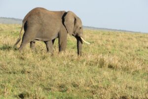 Adventure-fueled 3 Days Maasai Mara Safari - Day 2: full-day game drive with picnic lunch inside the park
