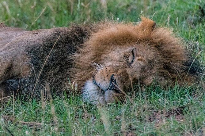African Wildlife & Nature - 5 Kenya national parks - 6 day Jeep Safari - Hell’s Gate by bicycle, then Maasai Mara in the afternoon light