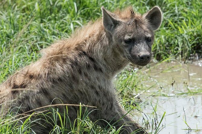 African Wildlife & Nature - 5 Kenya national parks - 6 day Jeep Safari - Maasai Mara: full-day unlimited drives and Mara River odds