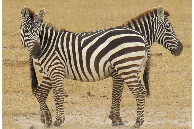 African Wildlife & Nature - 5 Kenya national parks - 6 day Jeep Safari - Mara back to Nairobi: Longonot option and a tea-farm stop