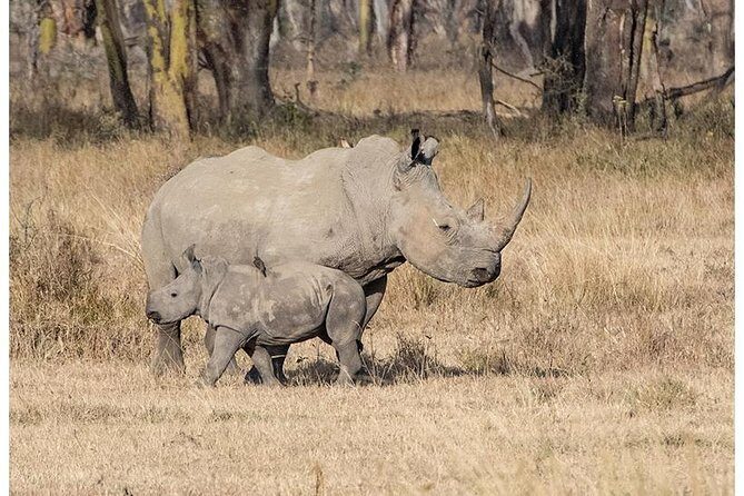 African Wildlife & Nature - 5 Kenya national parks - 6 day Jeep Safari - Lake Naivasha: boat safari, Crescent Island walking, and birds on the move