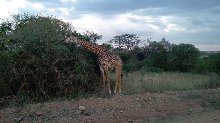 All-Inclusive: Giraffe Centre & Kazuri Beads Factory Visit - Karen Nairobi makes this an easy win from the city