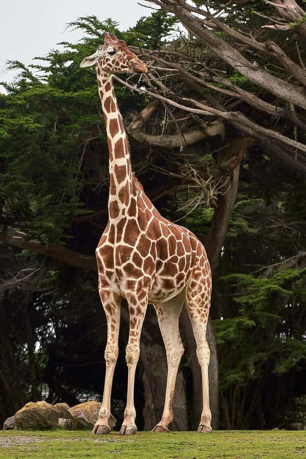 All-Inclusive: Giraffe Centre & Kazuri Beads Factory Visit - The best part after feeding: conservation time (not just photos)