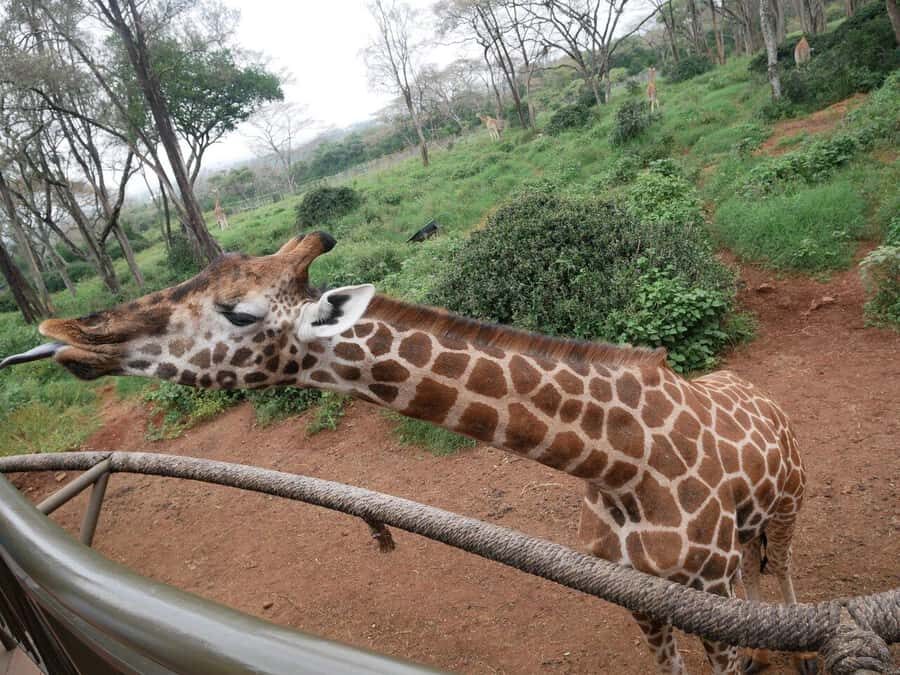 All-Inclusive: Giraffe Centre & Kazuri Beads Factory Visit - Feeding Rothschild’s giraffes at the Giraffe Centre
