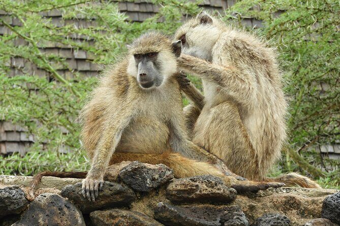 Amboseli Day Tour from Nairobi - Game Drive in Amboseli: What the Wildlife Time Really Gives You