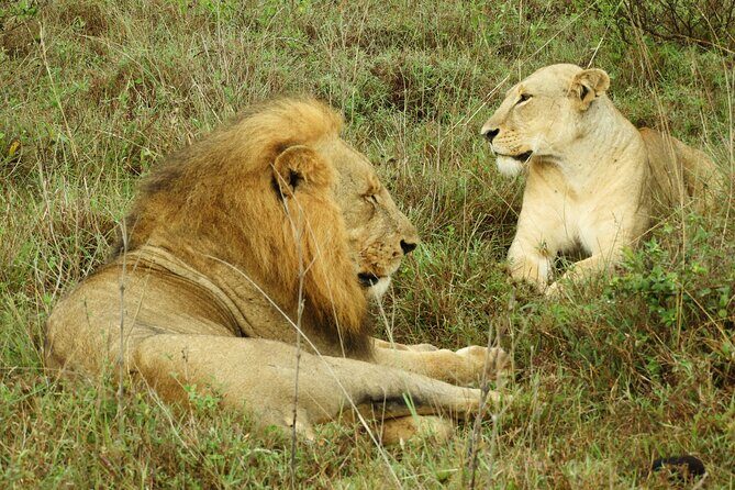 Amboseli Day Tour from Nairobi - Kilimanjaro Views: The Best Strategy Is Timing + Patience
