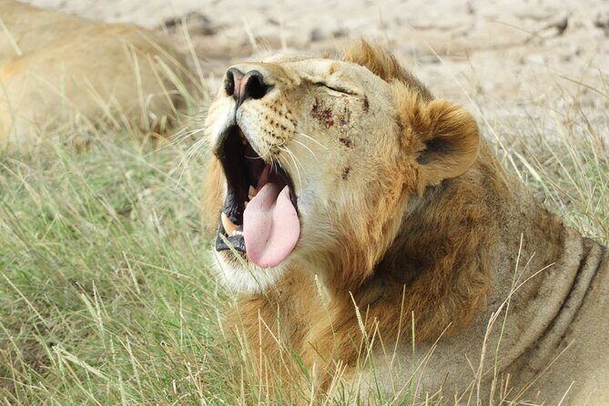Amboseli Day Tour from Nairobi - Price, Duration, and the Real Math of Value